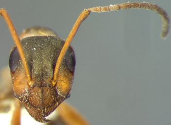 Media type: image; Entomology 34624   Aspect: head frontal view